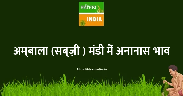Pineapple भाव